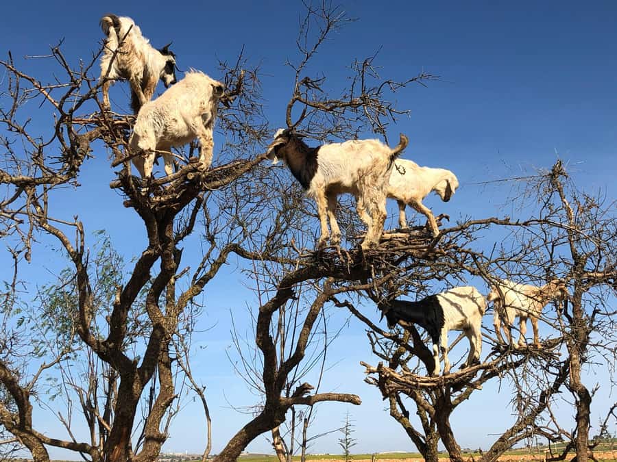 Agadir: Essaouira Guided Day Trip - Inside the argan oil cooperative