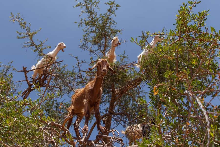 Agadir: Taroudant Oasis and Tiout Day Trip with Lunch Option - Who will enjoy this day trip most
