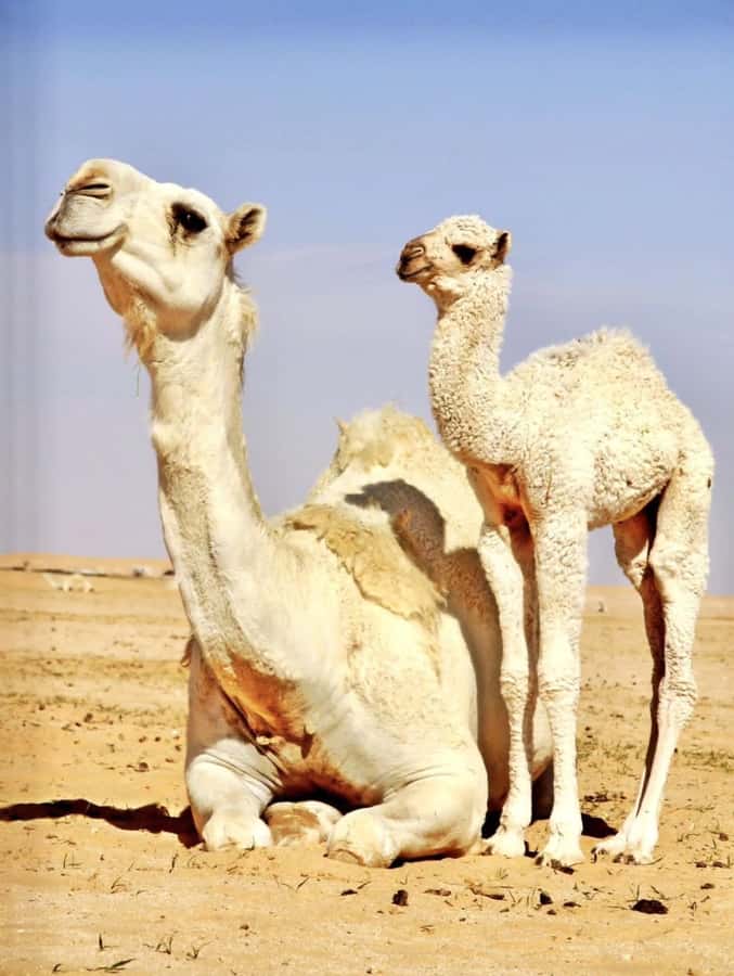 Agafay Desert & Atlas Mountain & Camel Ride Day Trip & Lunch - Leaving Marrakech for the Atlas foothills
