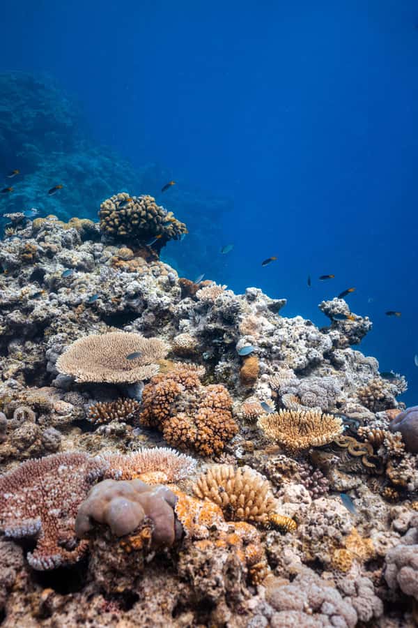 Airlie Beach: Outer Great Barrier Reef Snorkeling Day Trip - Support for new and nervous snorkellers