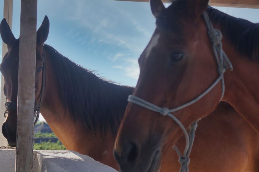 Akrotiri: Guided Horseback Riding Day Trip to a Beach - Who should book this horseback ride?