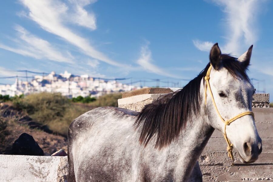 Akrotiri: Guided Horseback Riding Day Trip to a Beach - What the hour actually includes