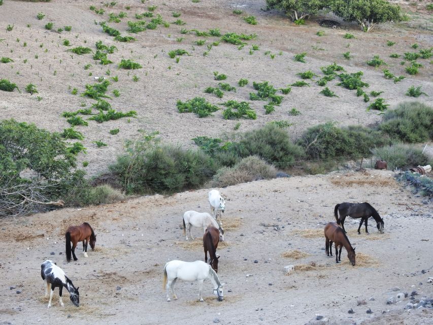 Akrotiri: Guided Horseback Riding Day Trip to a Beach - Is $88 a fair price?