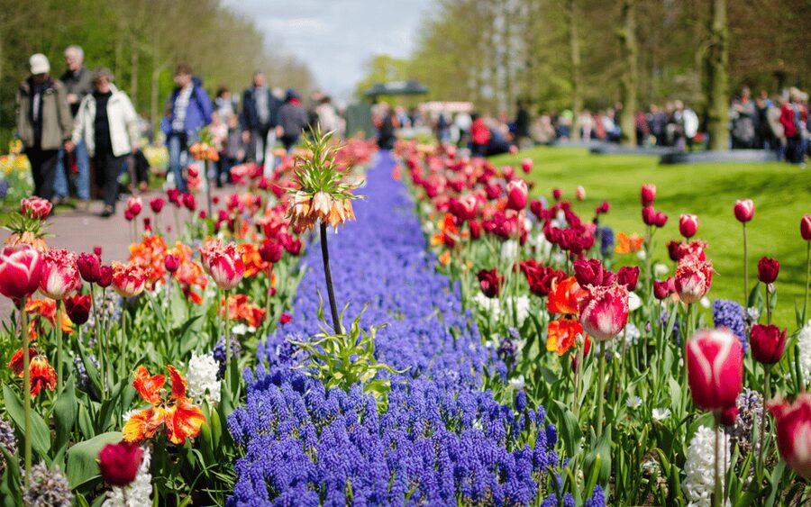 Amsterdam: Day Tour Keukenhof and Zaanse Schans Windmills - Keukenhof: give the flowers the time they deserve