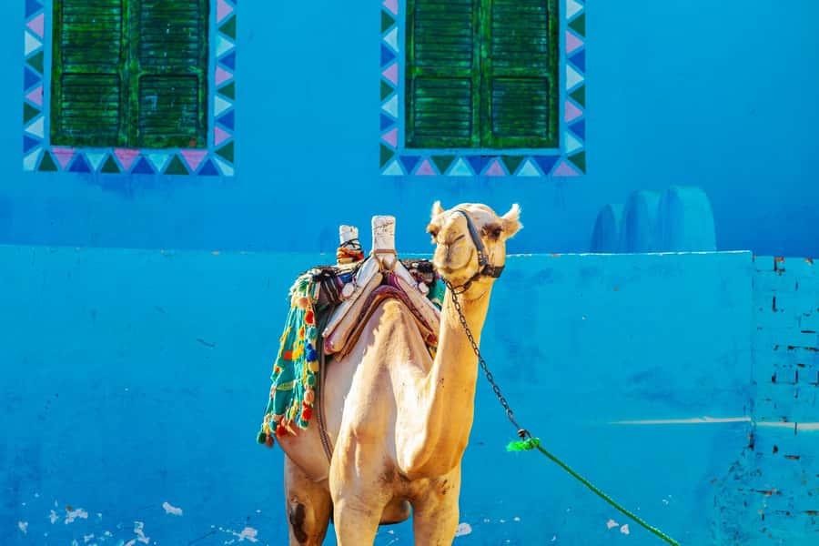 Aswan: Nubian Village Day Trip with Camel Ride - Why Nubian Village feels different from central Aswan