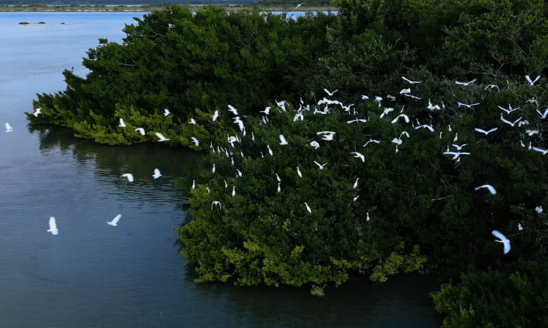 Bacalar: Lagoon, Pirate Canal, Stromatolite Day Trip w/Lunch - Isla Pájaros for a Quiet Half Hour