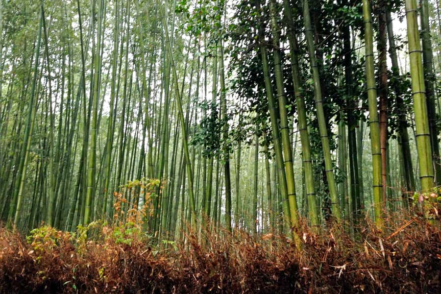 Bali: Full-Day Trip to Penglipuran Village and Bamboo Forest - Coffee, tea, and the Temen plantation