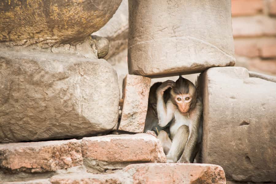 Bangkok: Ayutthaya & Lopburi Monkey Temple Private Day Trip - Returning to Bangkok after a full day