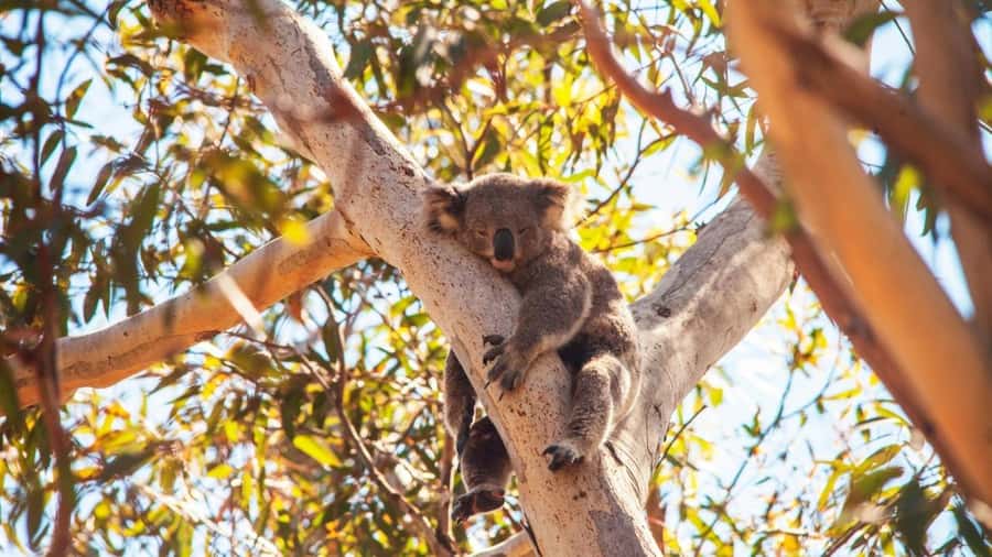 Brisbane to North Stradbroke Island Day: Wildlife & Beaches - The North Gorge Walk and Point Lookout