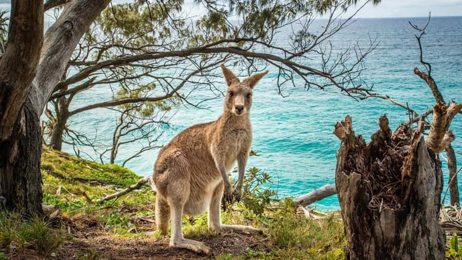 Brisbane to North Stradbroke Island Day: Wildlife & Beaches - Cylinder Beach gives the day breathing room