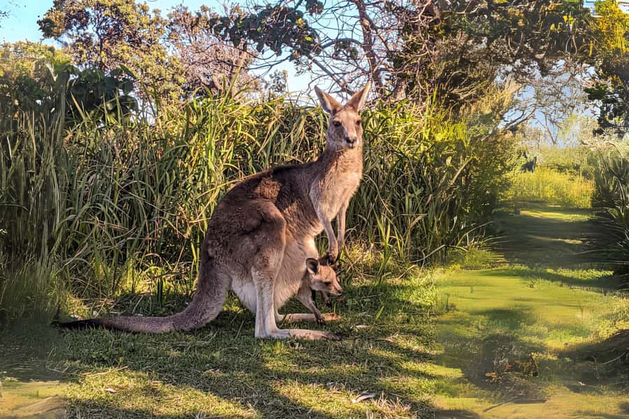 Brisbane to North Stradbroke Island Day: Wildlife & Beaches - How the day feels in practical terms