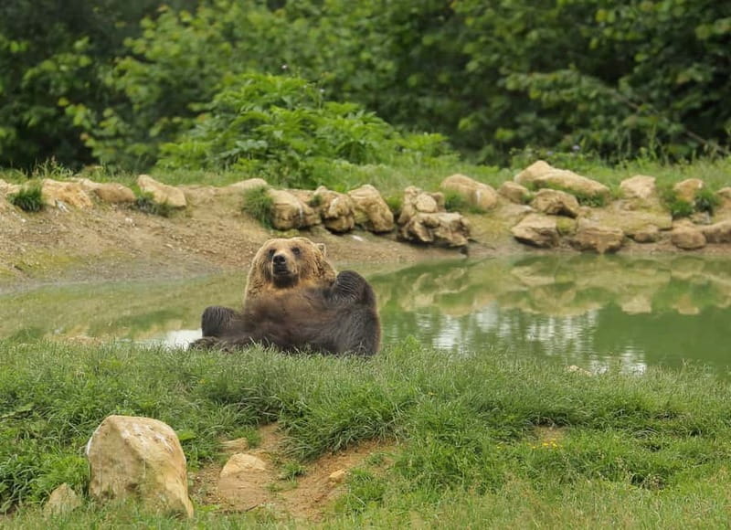 Bucharest: Day Trip to Bear Sanctuary, Bran Castle & Brasov - Key points to know before booking