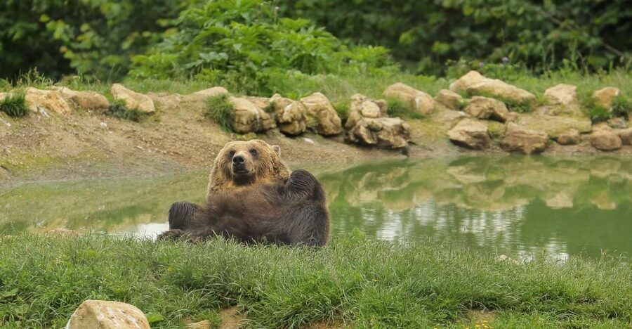 Bucharest: Day Trip to Bear Sanctuary, Bran Castle & Brasov - Who should book this day trip?