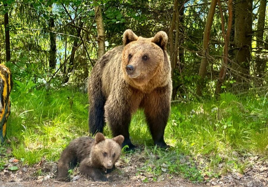 Bucharest: Top Gear Road - Transfăgărășan Highway Day Trip - Looking for bears without treating them like a show
