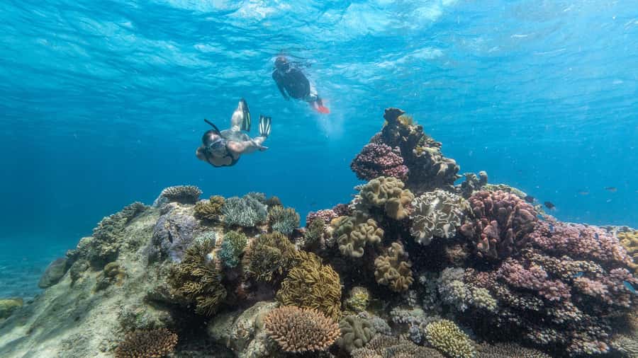 Cairns: Premium Snorkelling and Diving Reef Day Trip - The 90-minute ride to the first reef