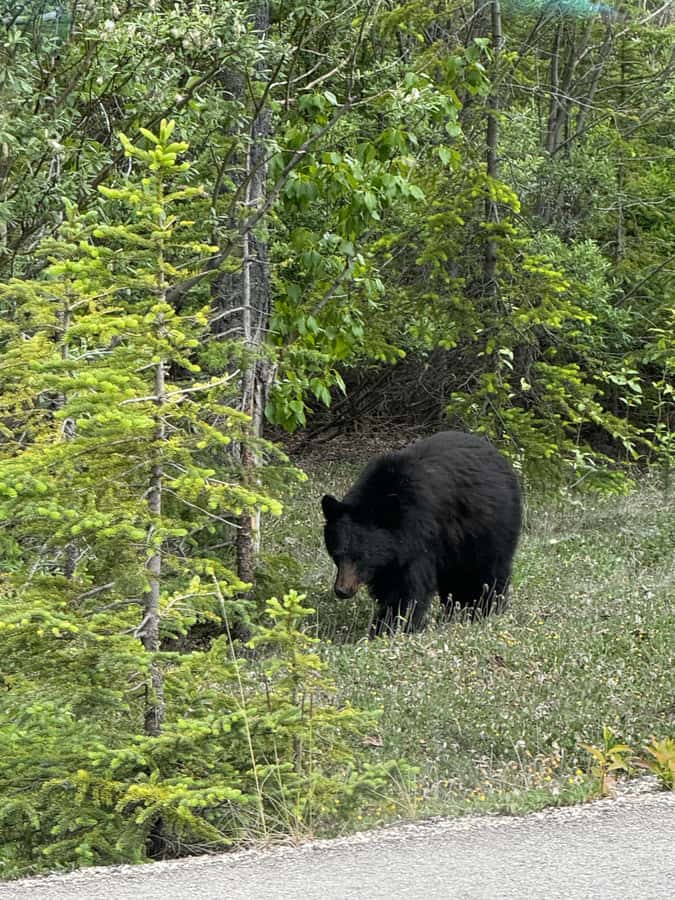 Calgary: Day Trip to Jasper with Lunch - Athabasca Glacier and the meaning of ancient ice