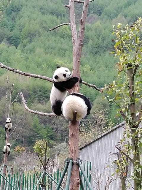 Chengdu: Giant Panda and Leshan Buddha Day Trip - Is $109 good value?