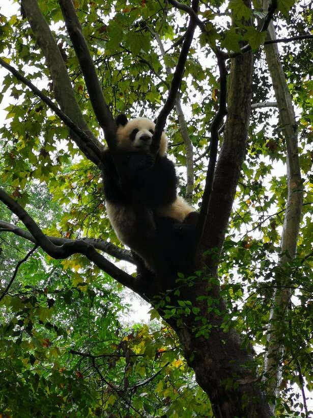 Chengdu: Giant Panda and Leshan Buddha Day Trip - FAQ