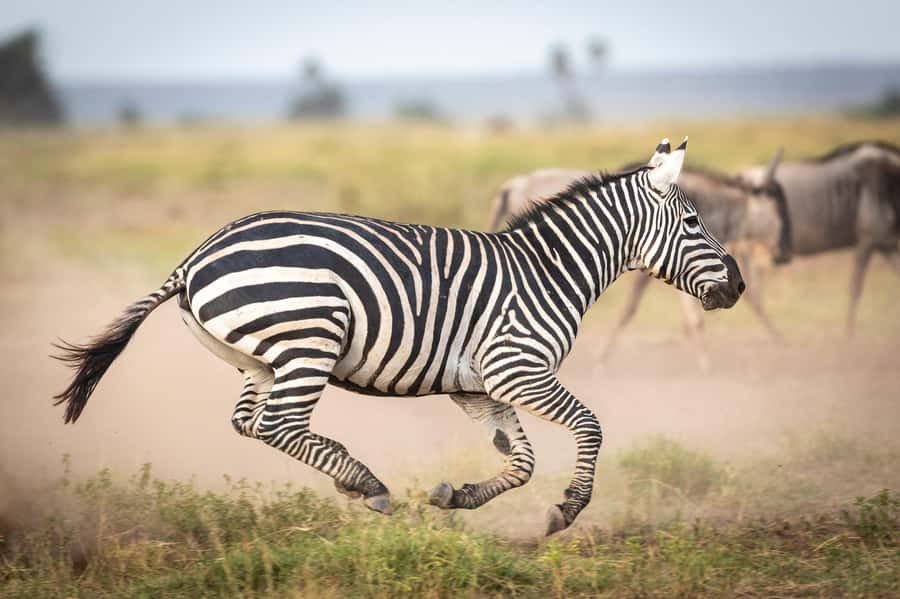 Day Trip: Amboseli National Park & Maasai Village – Nairobi - Why Amboseli makes a strong one-day safari