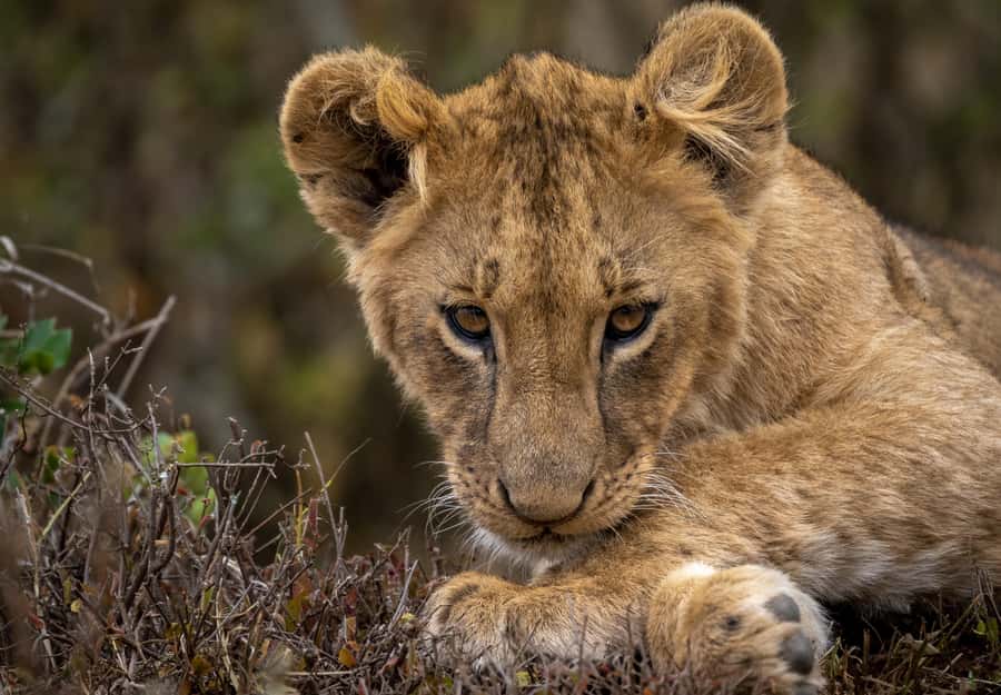 Day Trip: Amboseli National Park & Maasai Village – Nairobi - Five hours among Amboseli’s elephants and plains