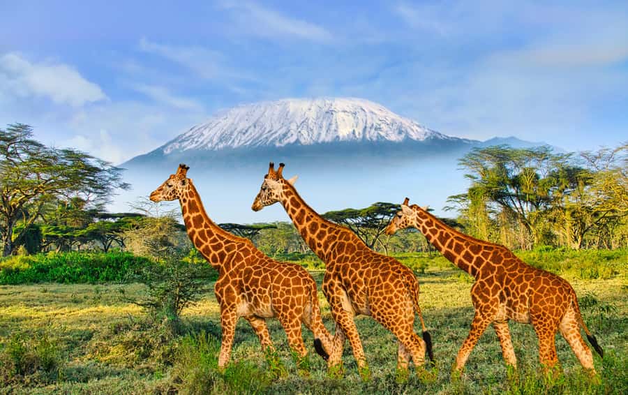 Day Trip: Amboseli National Park & Maasai Village – Nairobi - Who will enjoy this Amboseli day trip