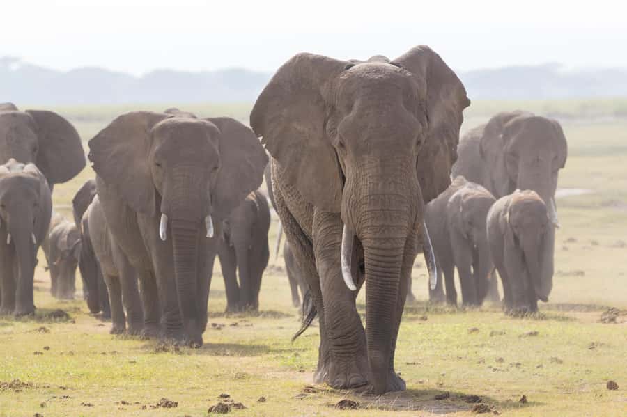 Day Trip: Amboseli National Park & Maasai Village – Nairobi - Should you book this safari?