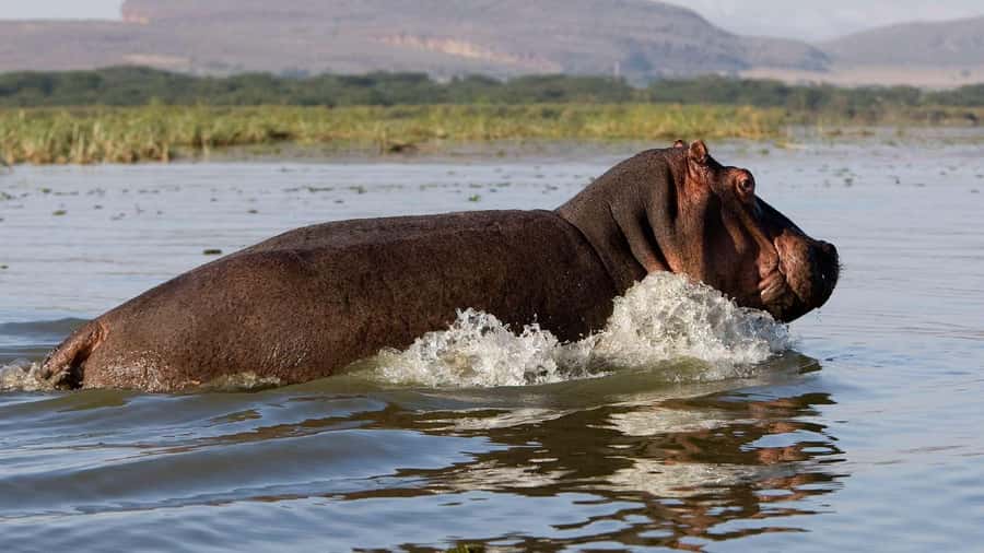 Day Trip: Hell's Gate Bike Ride & Lake Naivasha Boat Ride - Why this Nairobi day trip works so well