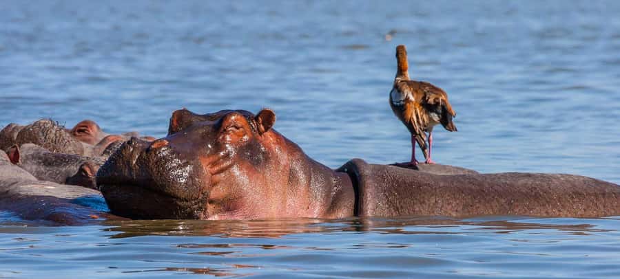 Day Trip: Hell's Gate Bike Ride & Lake Naivasha Boat Ride - Lake Naivasha by boat, with hippos and birdlife