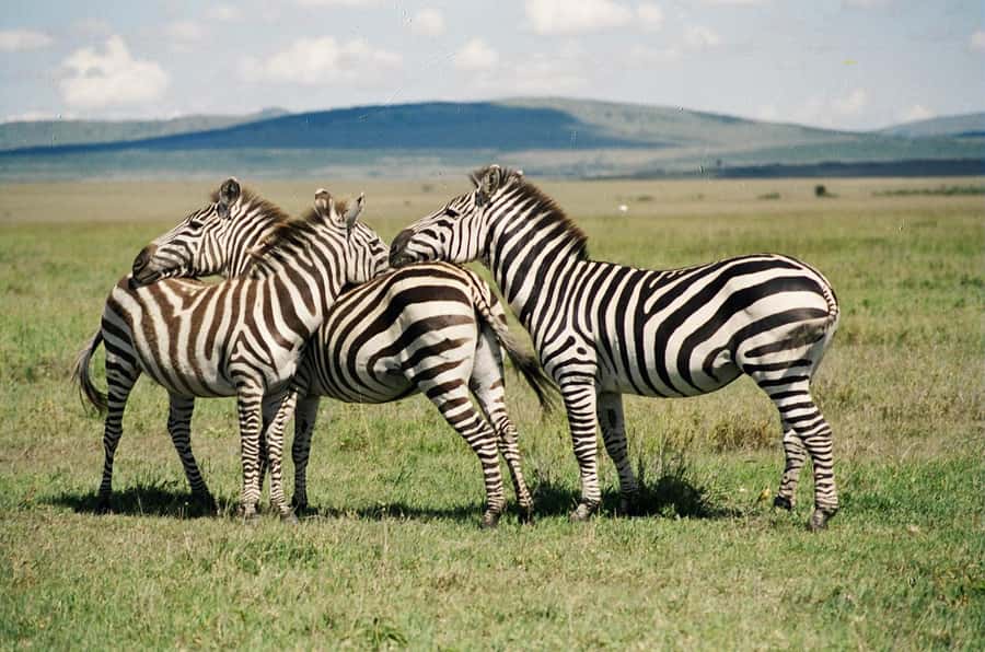 Day Trip: Hell's Gate Bike Ride & Lake Naivasha Boat Ride - The Great Rift Valley drive and viewpoint stop