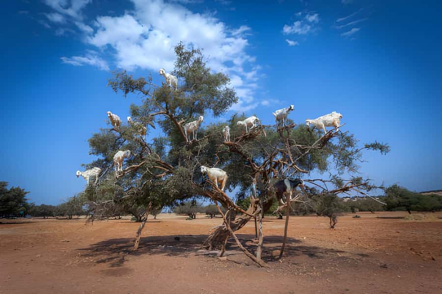 Essaouira Day Trip from Agadir - Key points to know before booking