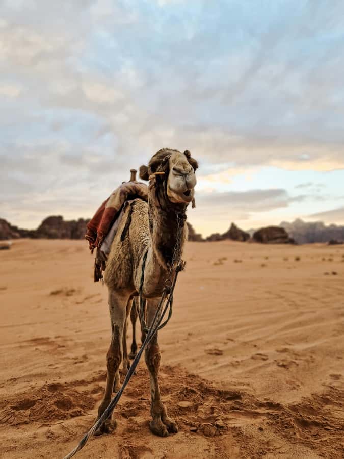 From Agadir: Sahara Desert Day Trip and Camel Ride - Tiznit, silver, and the old ramparts