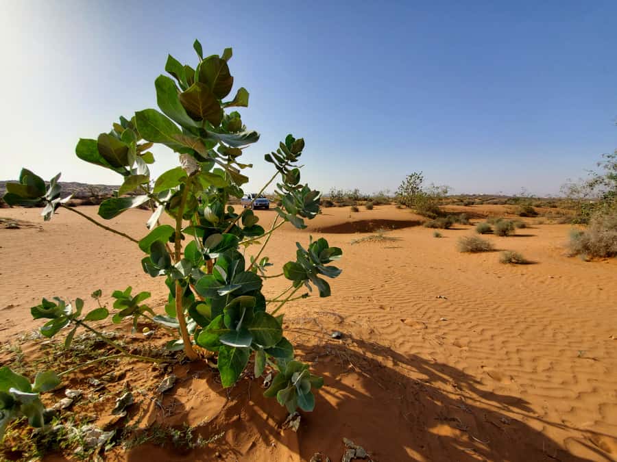 From Agadir: Sahara Desert Day Trip and Camel Ride - The Mini Sahara dunes and the camel ride