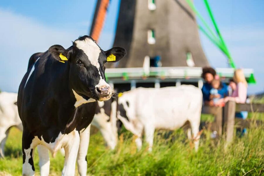 From Amsterdam: Zaanse Schans, Volendam & Marken Day Trip - Key points to know before booking