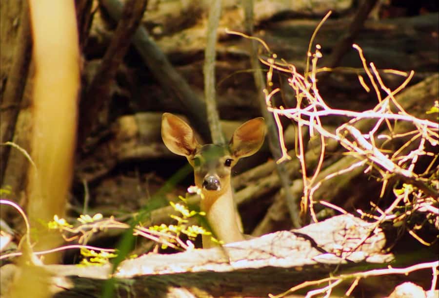 From Bacalar: Calakmul Ruins Expedition & Jungle Trek - Is this the right day trip from Bacalar?