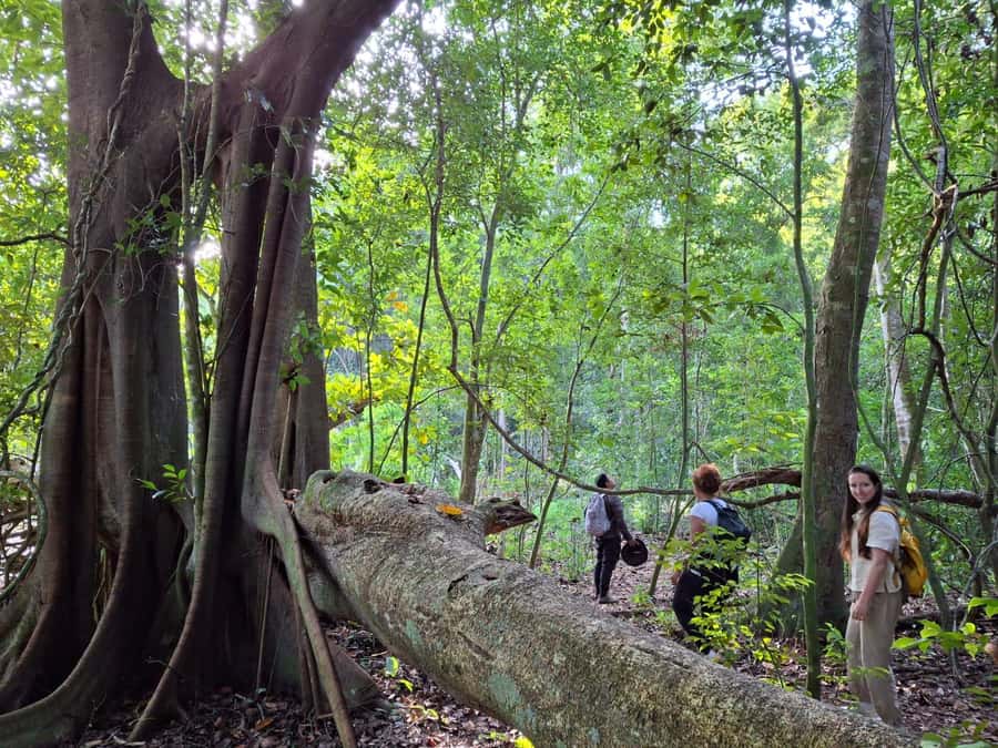 From Bacalar: Calakmul Ruins Expedition & Jungle Trek - A short jungle walk with a real wildlife chance