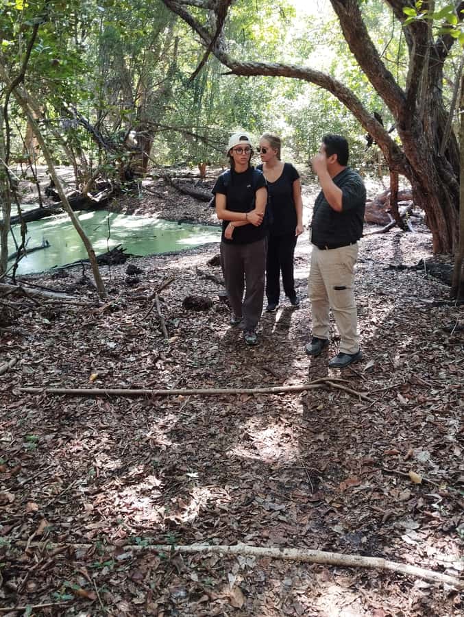 From Bacalar: Calakmul Ruins Expedition & Jungle Trek - Climbing Structure II and seeing the forest from above