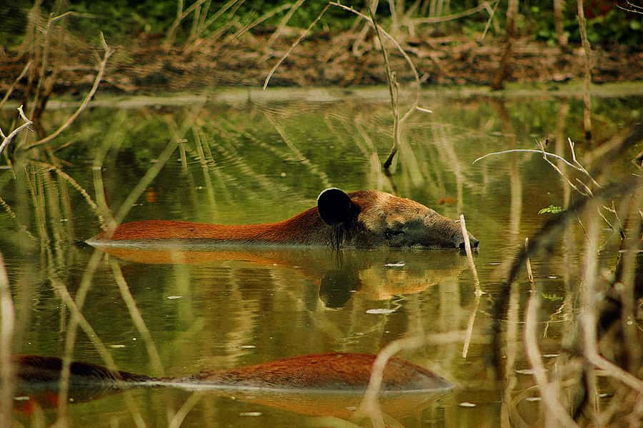 From Bacalar: Calakmul Ruins Expedition & Jungle Trek - Who should book this Calakmul expedition