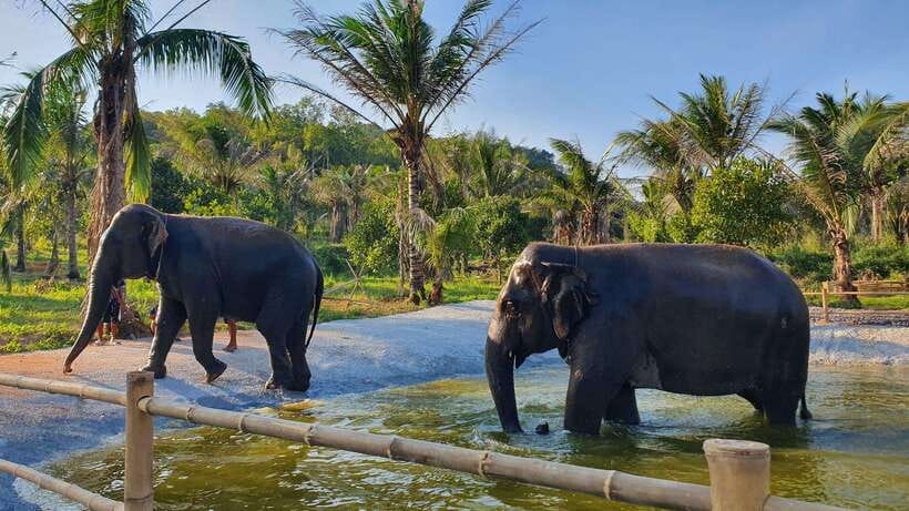 From Bangkok: Living Green Elephant Sanctuary Day Trip - At a glance