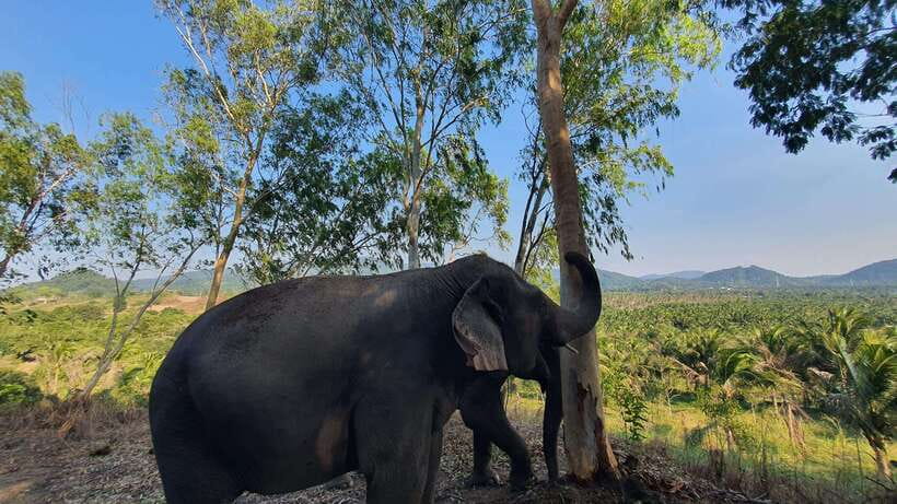 From Bangkok: Living Green Elephant Sanctuary Day Trip - Why this elephant visit feels different