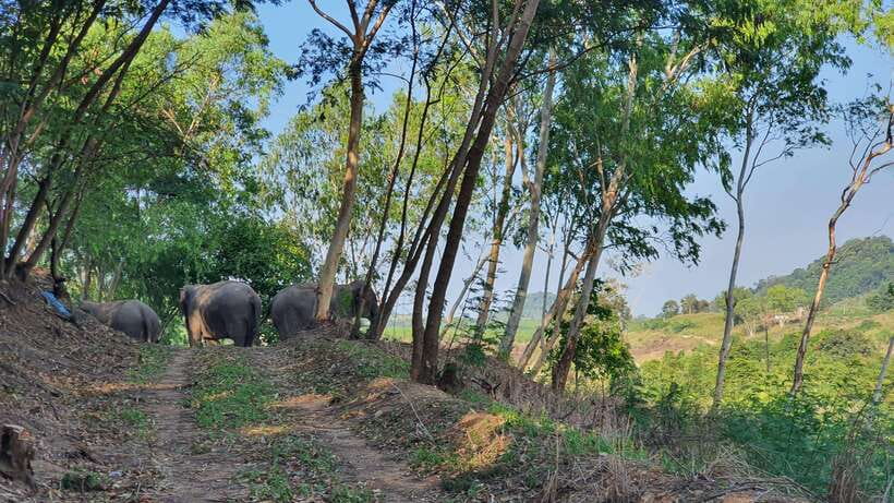 From Bangkok: Living Green Elephant Sanctuary Day Trip - Arrival, lunch, and the first briefing
