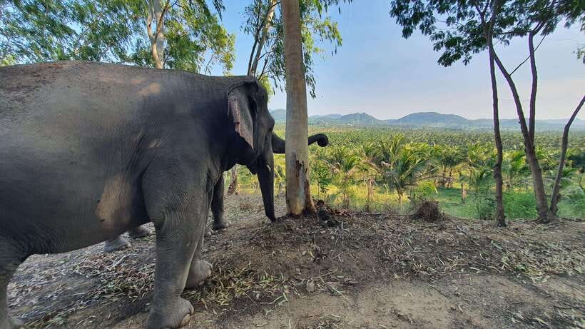 From Bangkok: Living Green Elephant Sanctuary Day Trip - Feeding elephants at close range