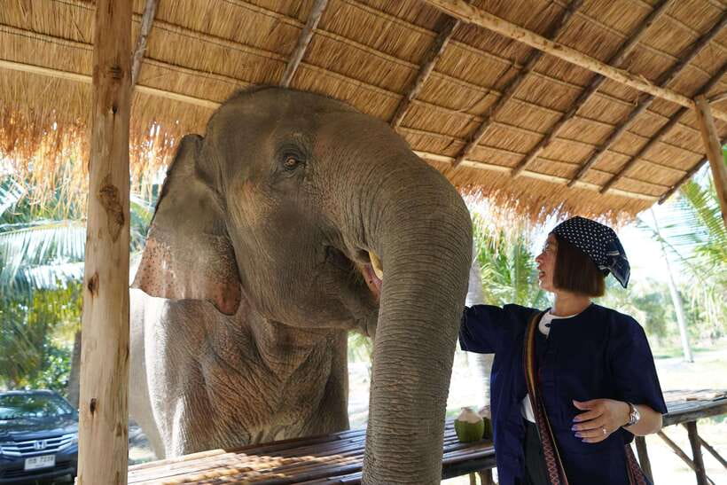 From Bangkok: Living Green Elephant Sanctuary Day Trip - Walking the forest paths