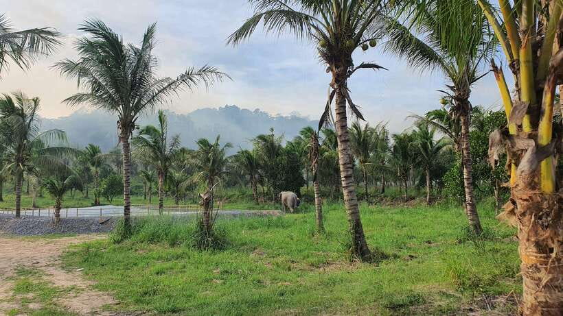 From Bangkok: Living Green Elephant Sanctuary Day Trip - Bathing with the elephants