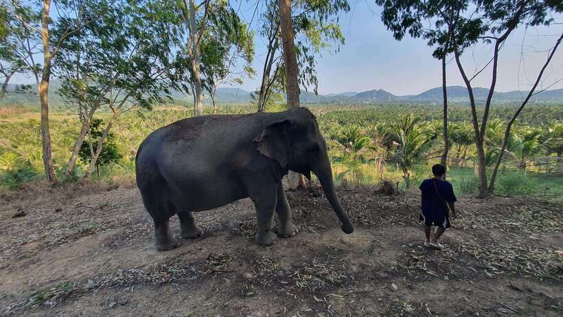From Bangkok: Living Green Elephant Sanctuary Day Trip - How much time do you really get?