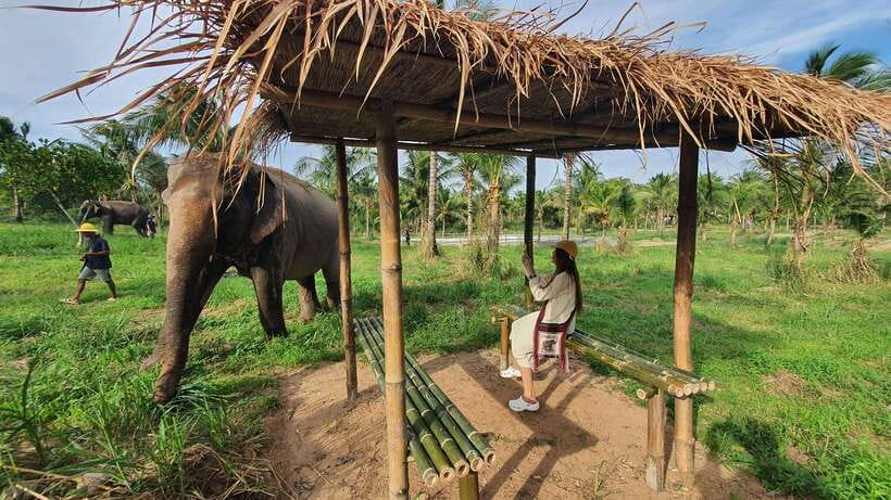 From Bangkok: Living Green Elephant Sanctuary Day Trip - The $57 price and what it covers