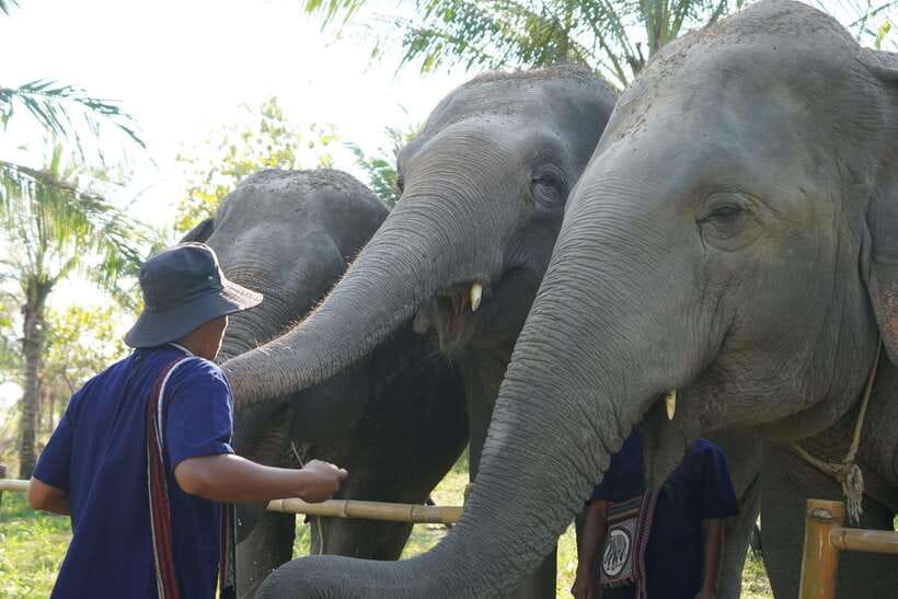 From Bangkok: Living Green Elephant Sanctuary Day Trip - The drive from Bangkok to Chonburi