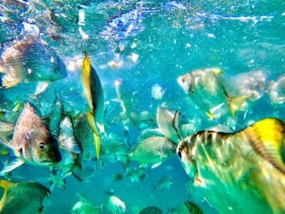 From Brisbane: Moreton Island Full-Day Trip