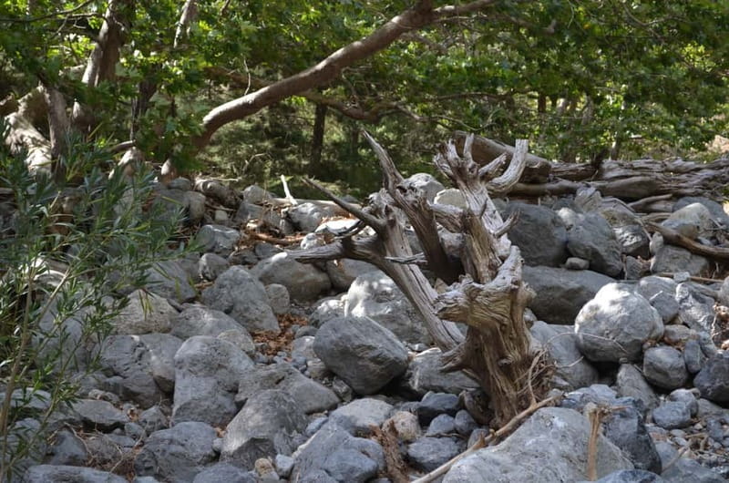 From Chania/Kalyves: Full-Day Samaria Gorge Hiking Day Trip - Five and a half hours among rock, trees, and water