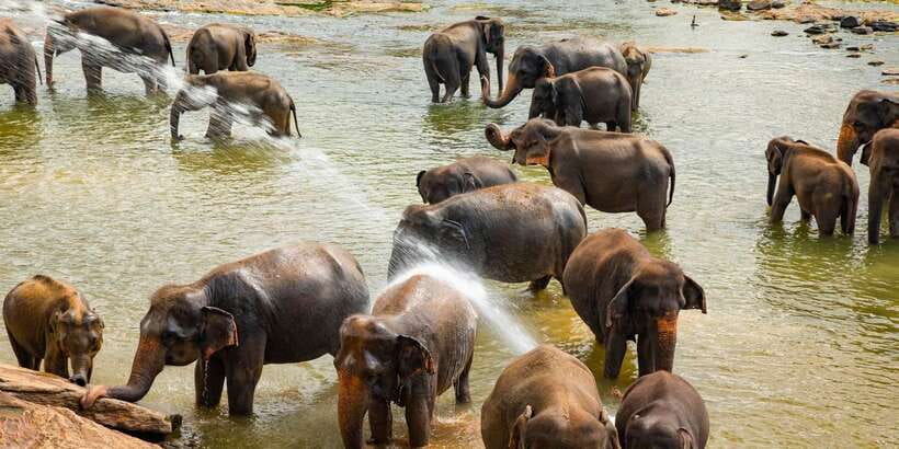 From Colombo: Kandy Full-Day Trip - The long road back to Colombo