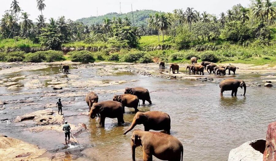 From Colombo: Kandy Full-Day Trip - Geragama Tea Factory and the taste of the hills